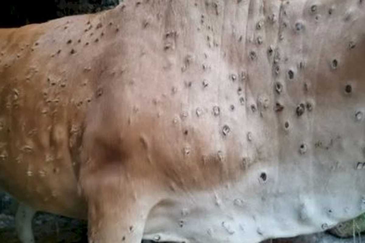 उत्तराखंड में लंपी स्किन डिजीज रोग ने पसारे पैर, सरकार ने पशुओं के परिवहन पर रोक लगाई